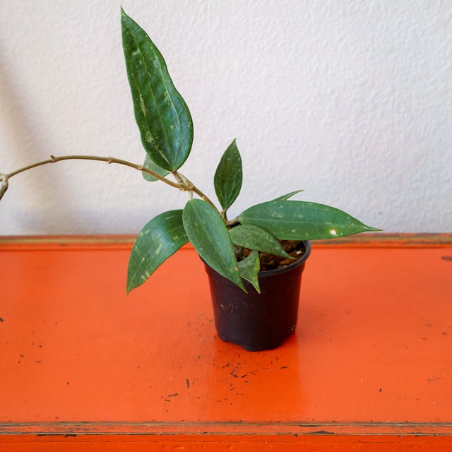 LiveTrends Mountain Side- Assorted Foliage House Plant in 1