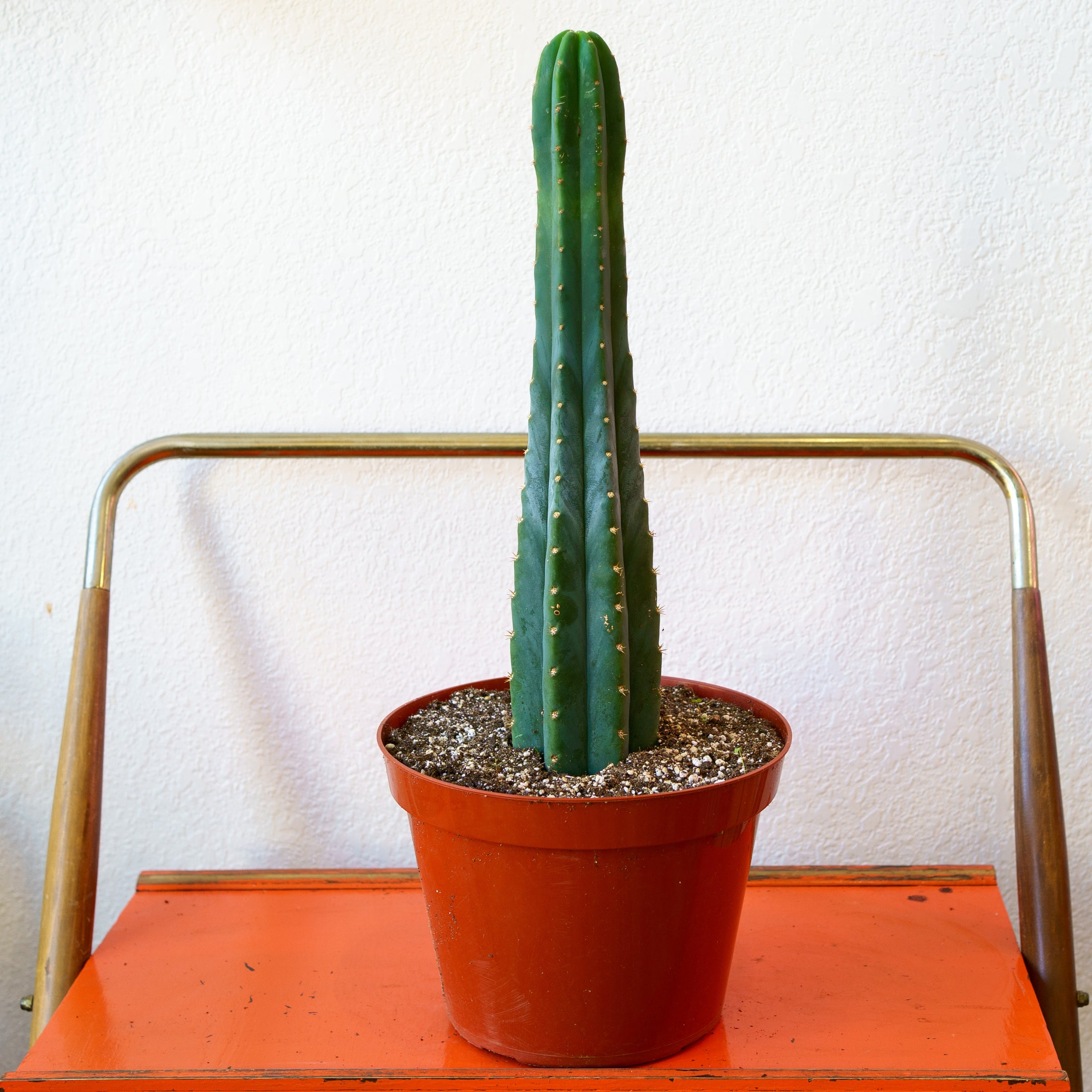 Cactus - San Pedro | Shop Honey Plant