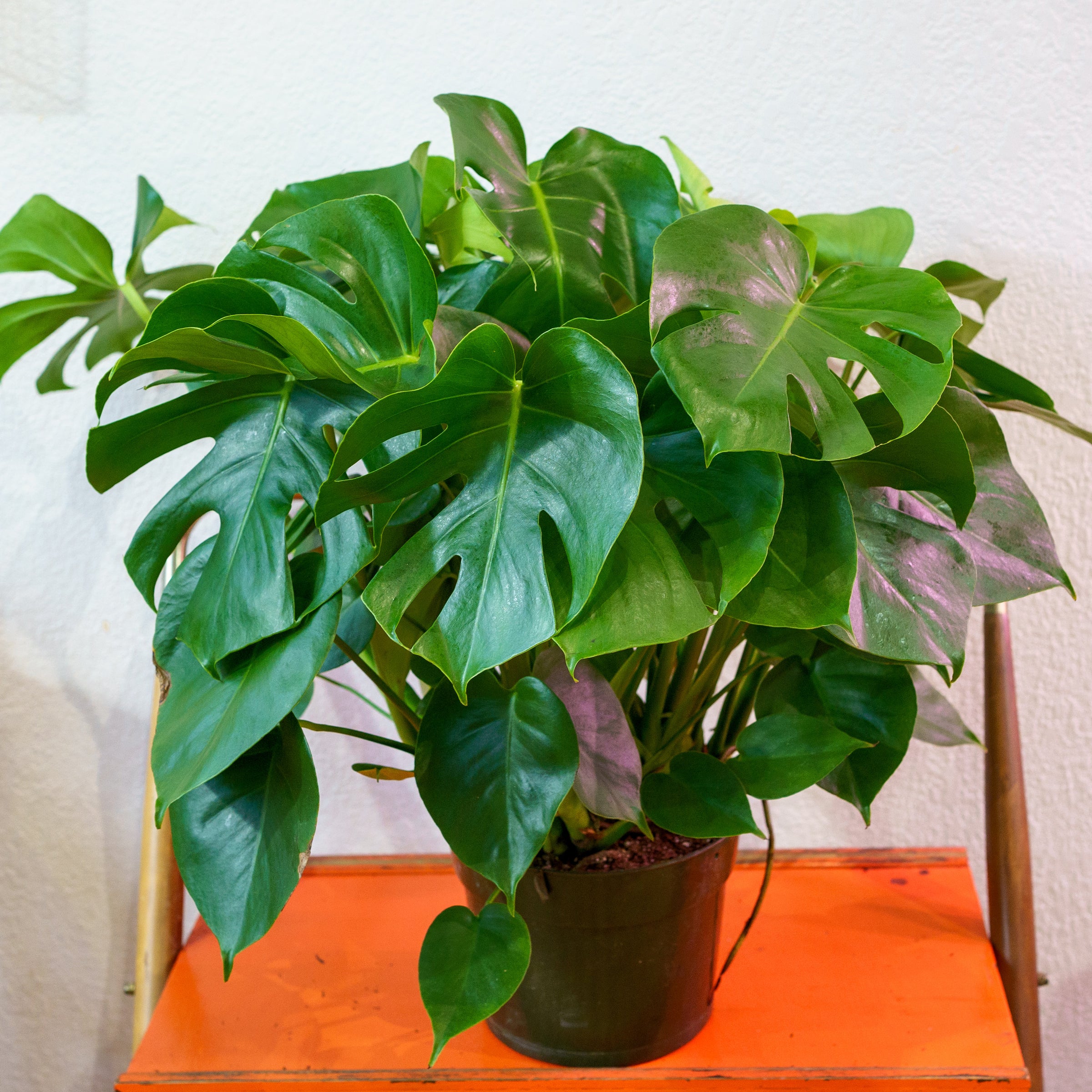 Monstera - Deliciosa | Shop Honey Plant