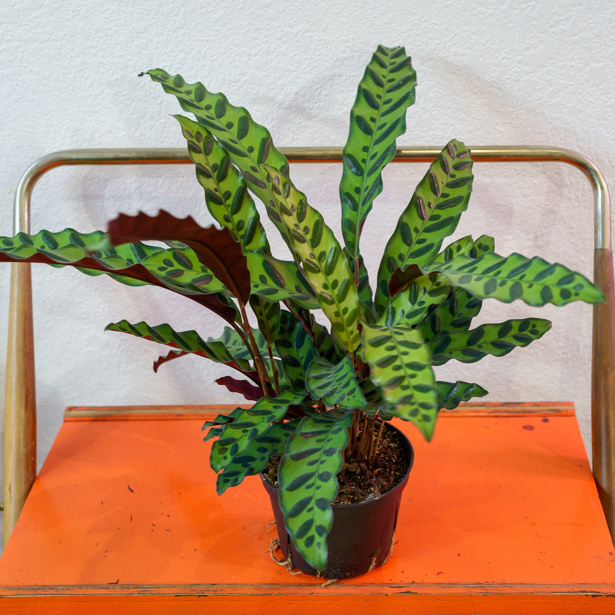 Calathea - Lancifolia/Rattlesnake | Shop Honey Plant