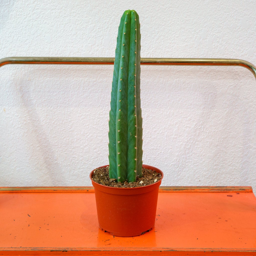 Cactus - San Pedro | Shop Honey Plant