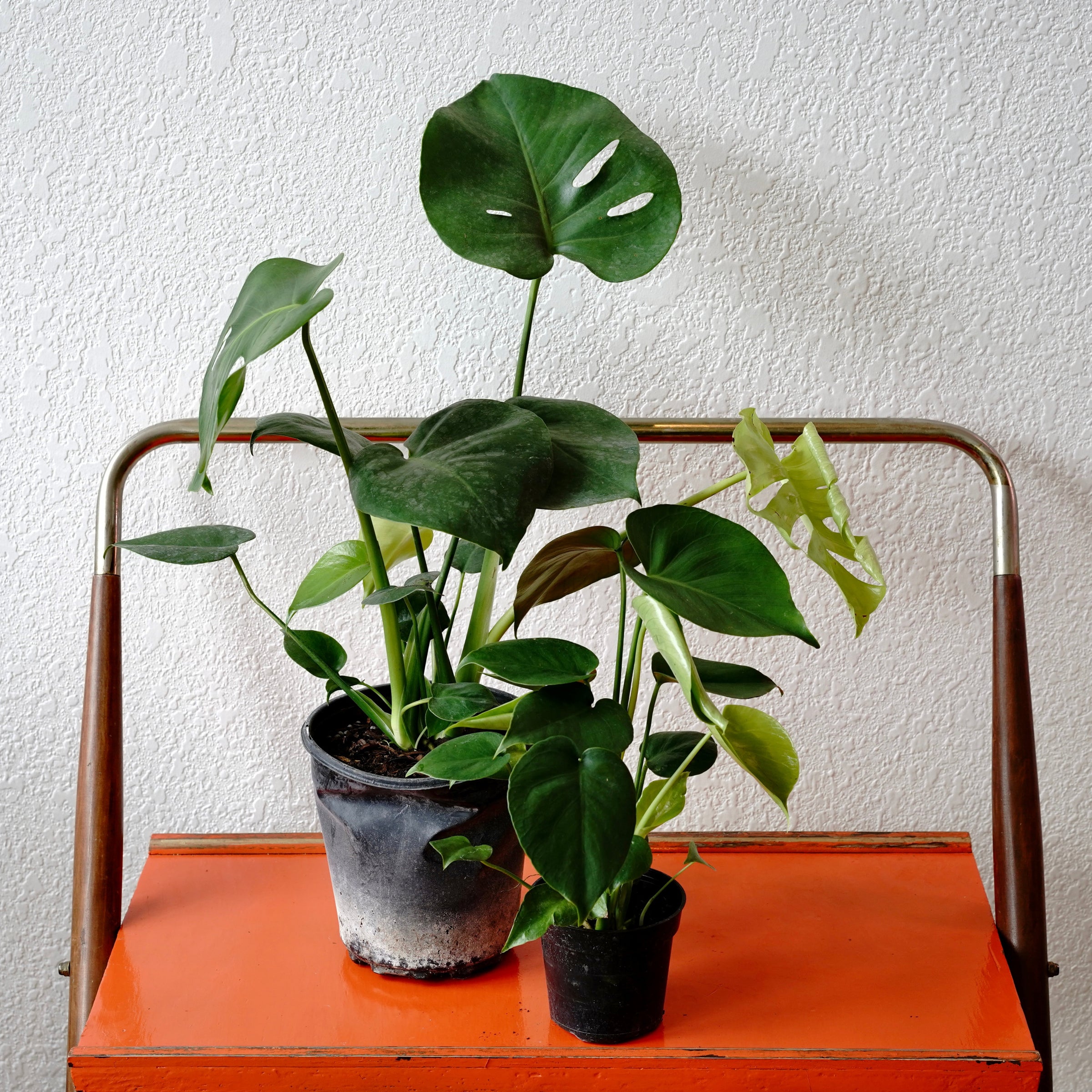 Monstera - Deliciosa | Shop Honey Plant