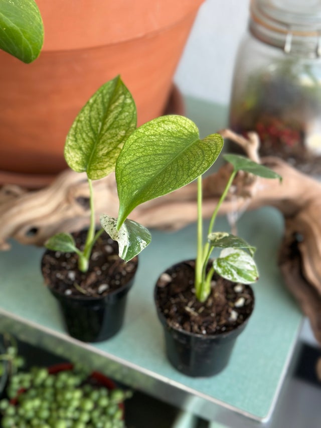 LiveTrends Mountain Side- Assorted Foliage House Plant in 1