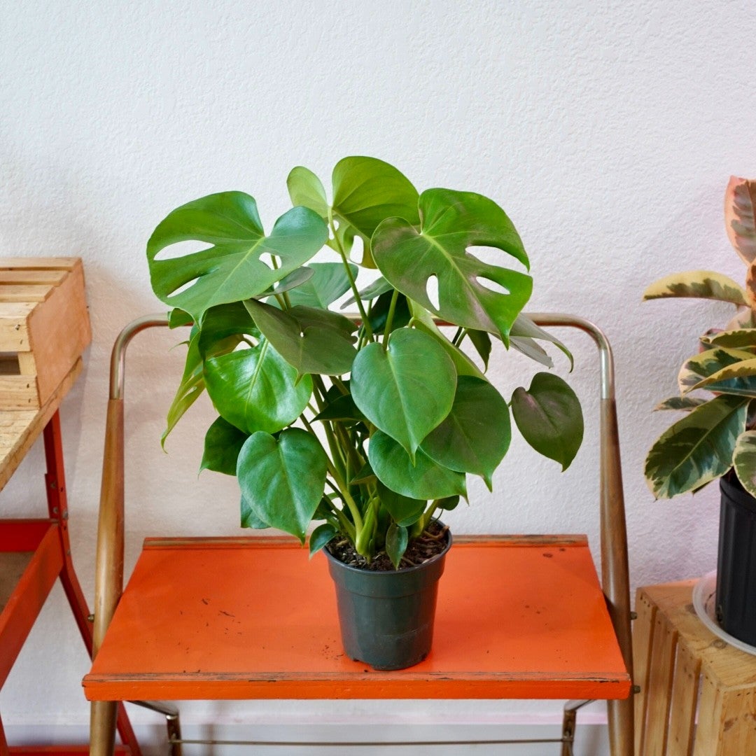 Monstera - Deliciosa | Shop Honey Plant