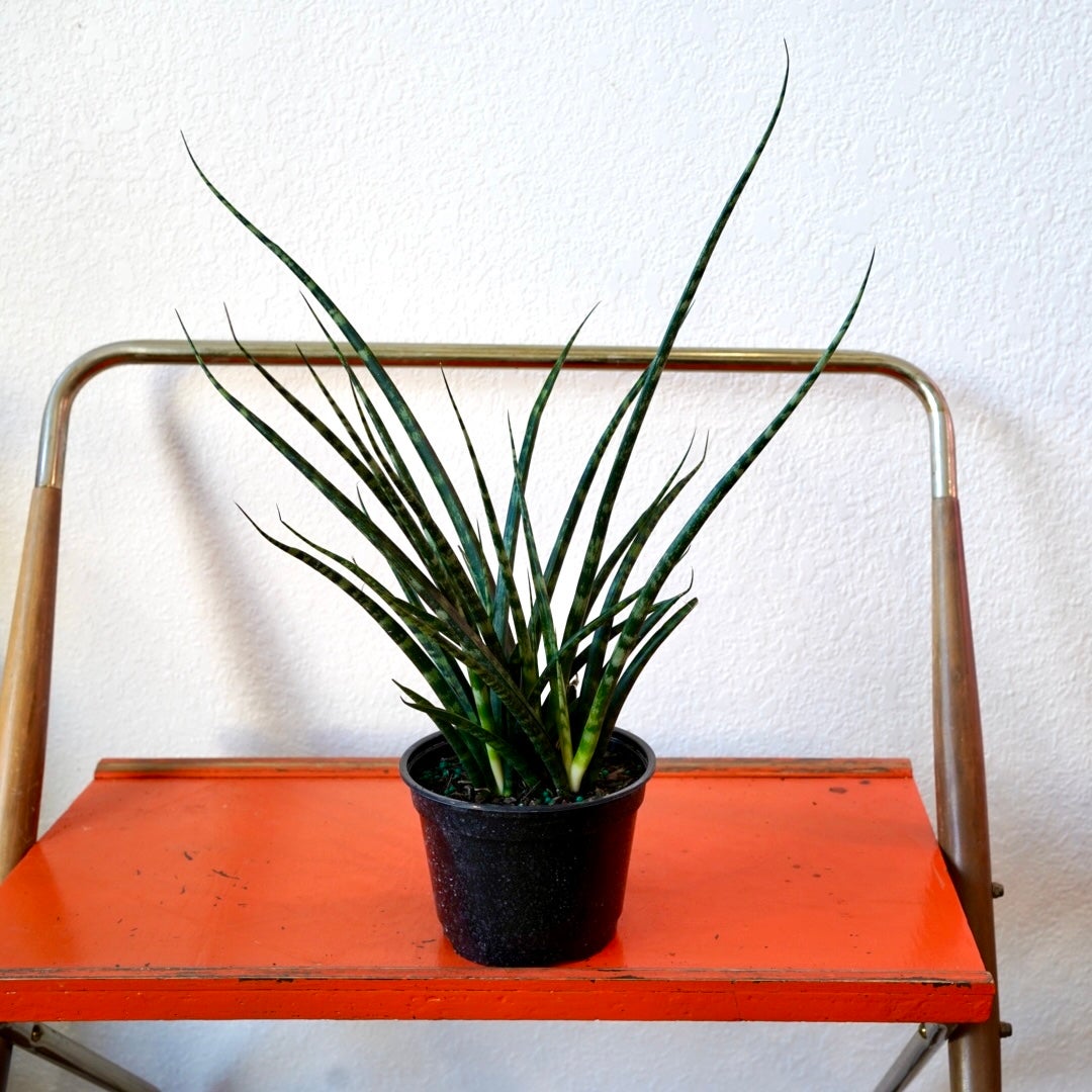 Snake Plant - Mikado | Shop Honey Plant