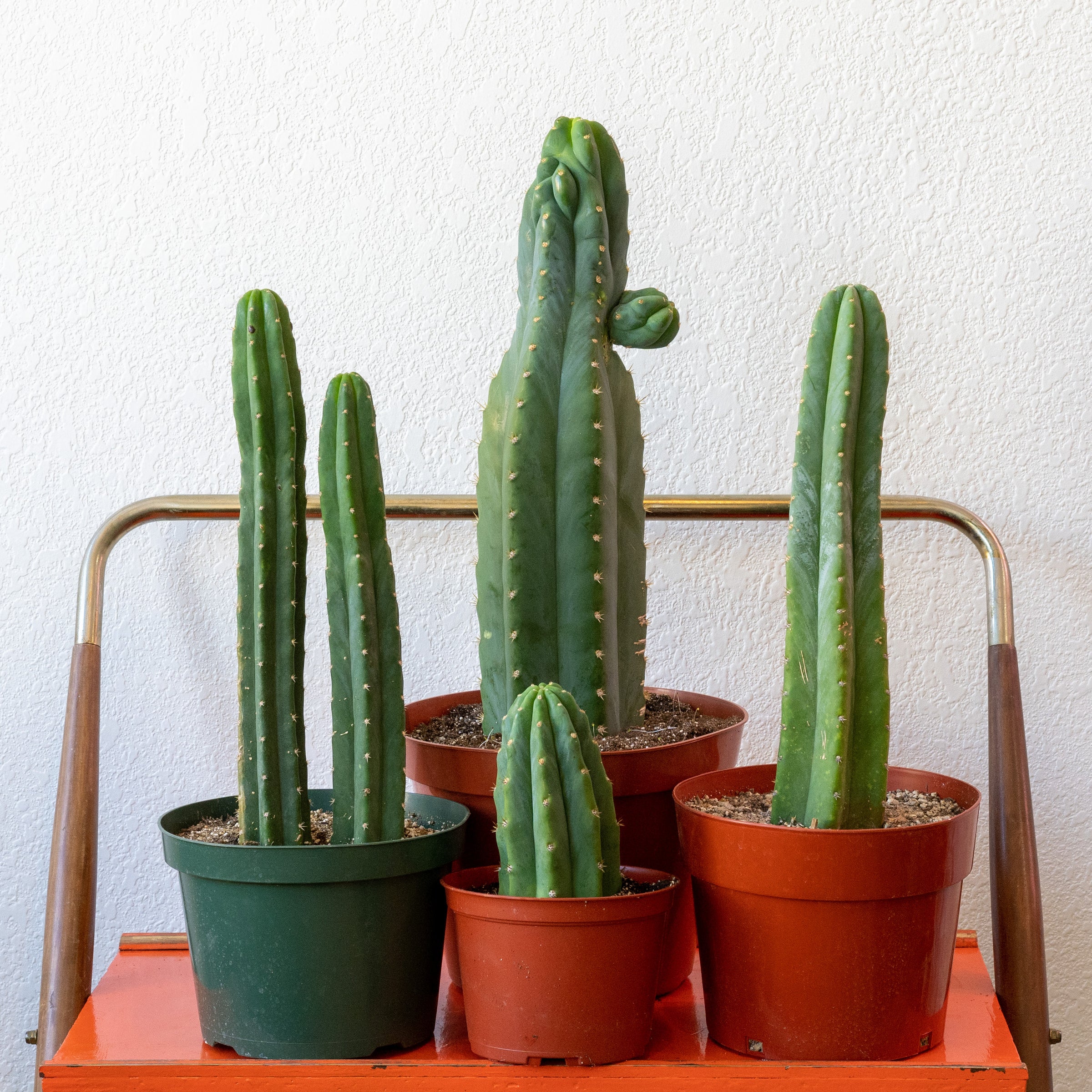 Cactus - San Pedro | Shop Honey Plant