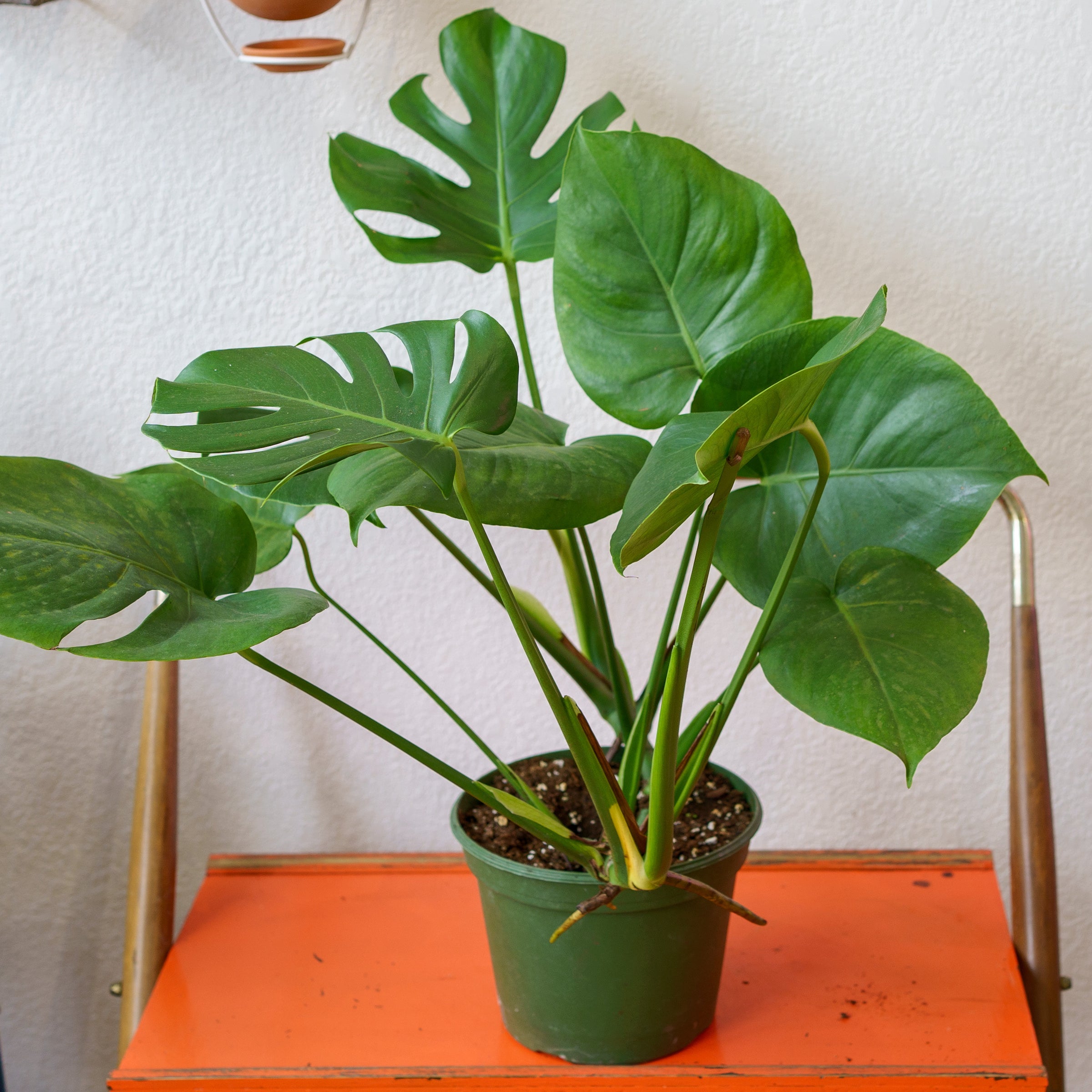 Monstera - Deliciosa | Shop Honey Plant