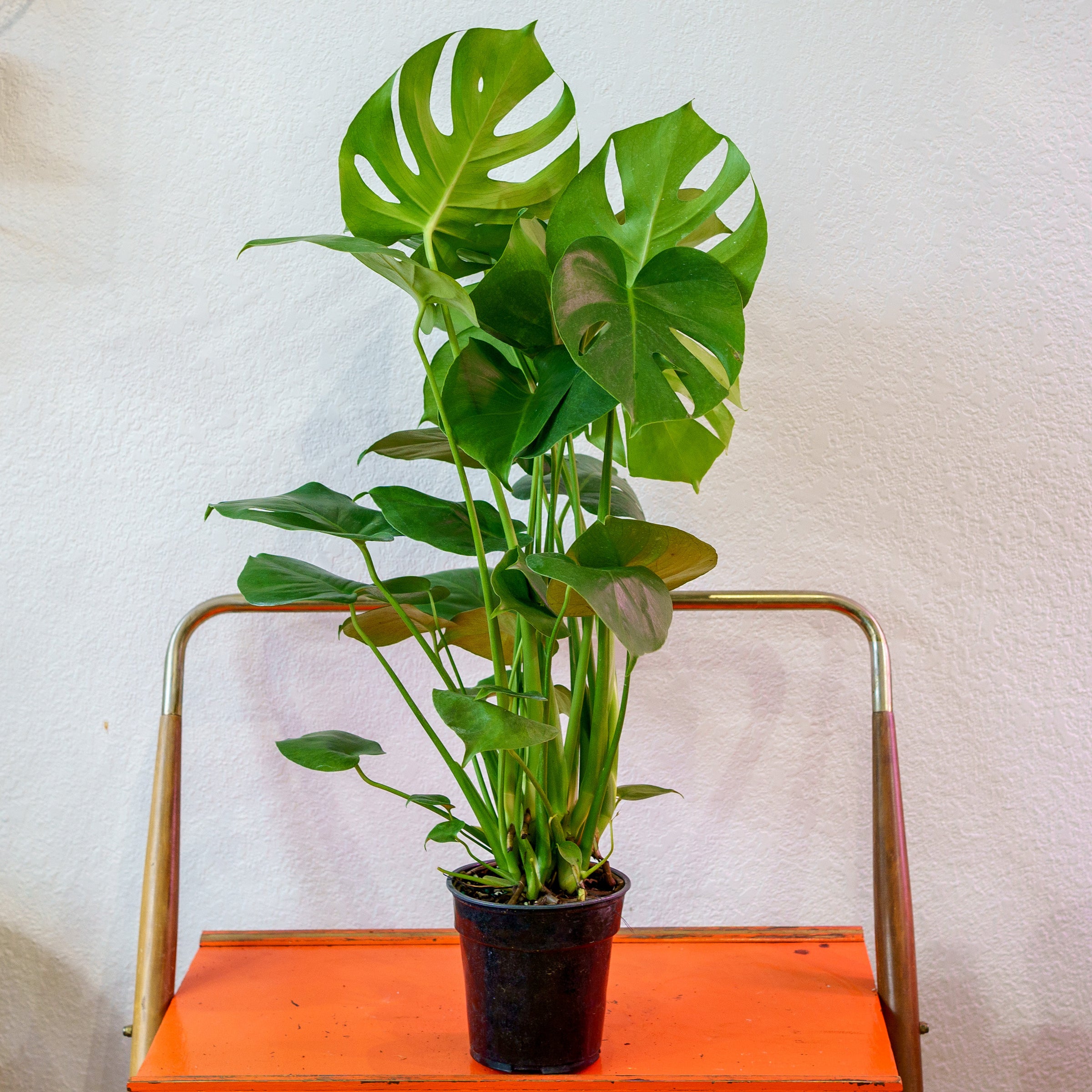 Monstera - Deliciosa | Shop Honey Plant