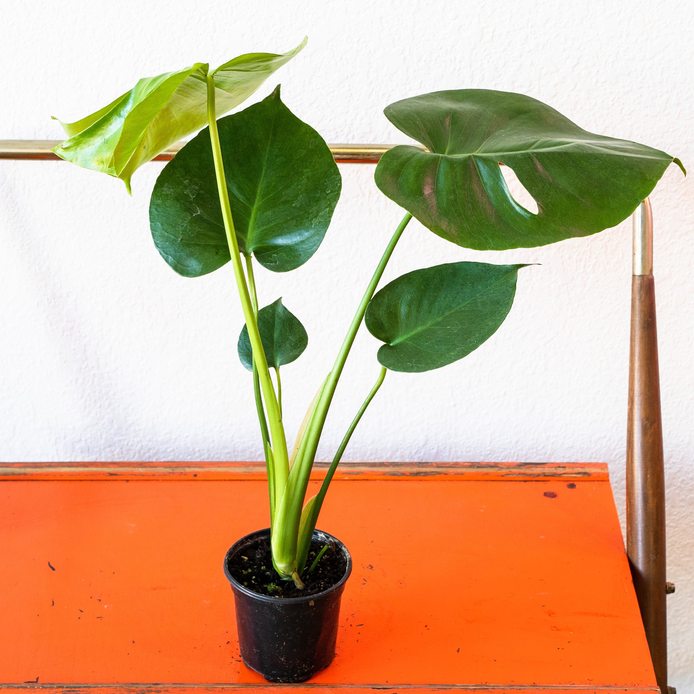 Monstera - Deliciosa | Shop Honey Plant