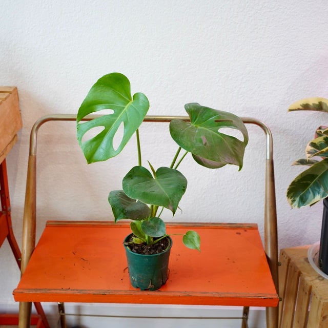 Shop Honey Plant