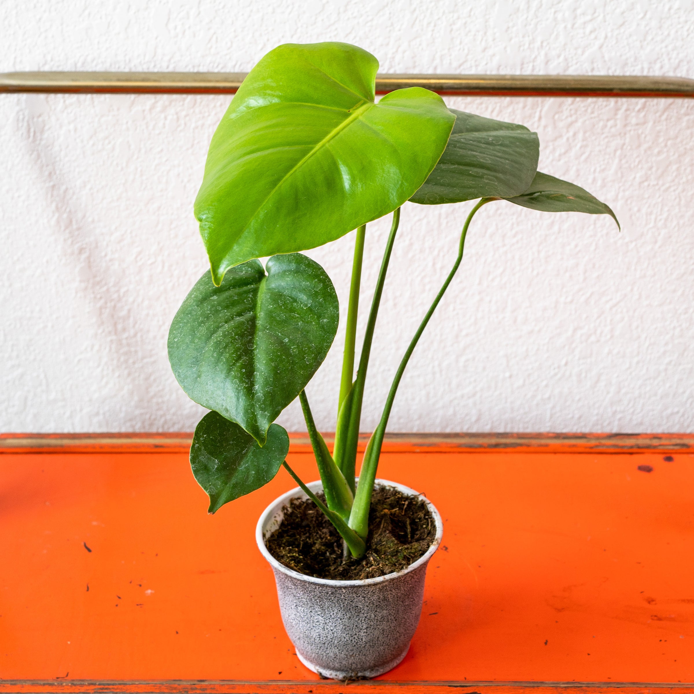 Monstera - Deliciosa | Shop Honey Plant