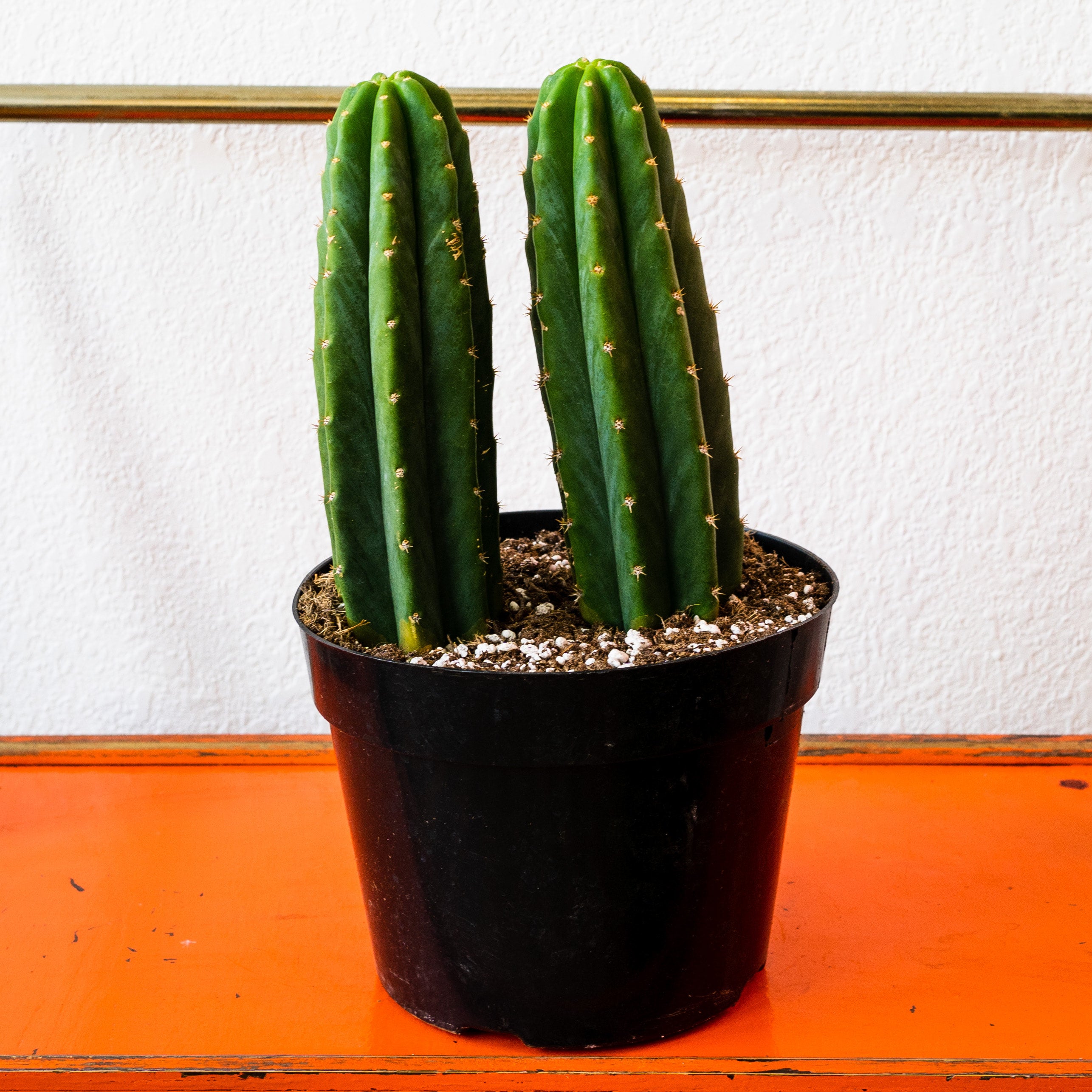 Cactus - San Pedro | Shop Honey Plant