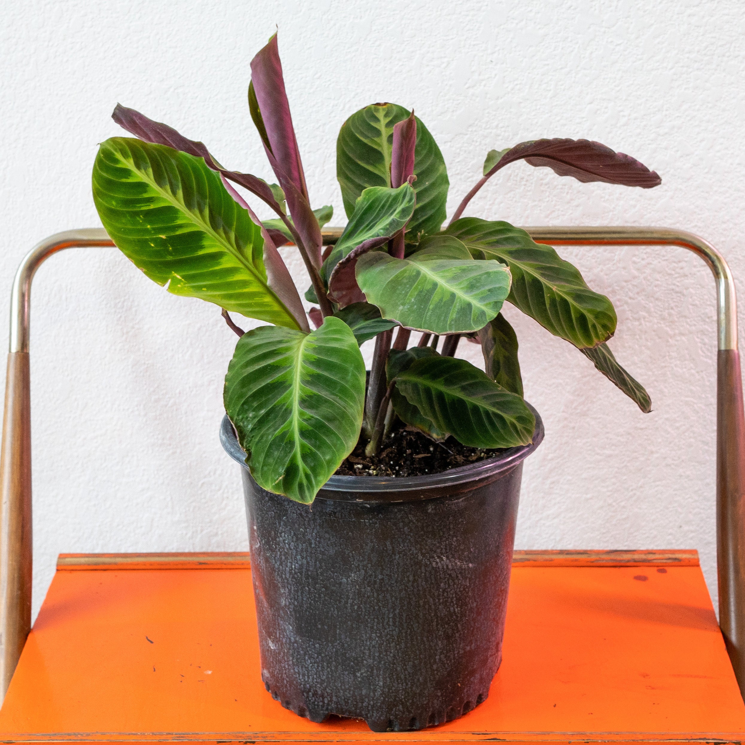 Calathea - Warscewiczii/Jungle Velvet | Shop Honey Plant