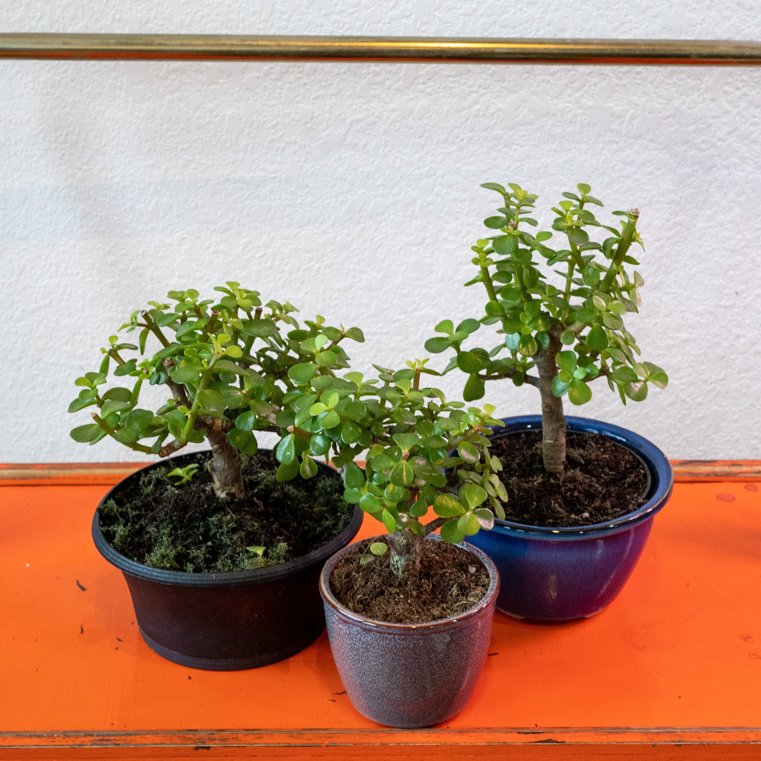 Bonsai Elephant Bush Shop Honey Plant